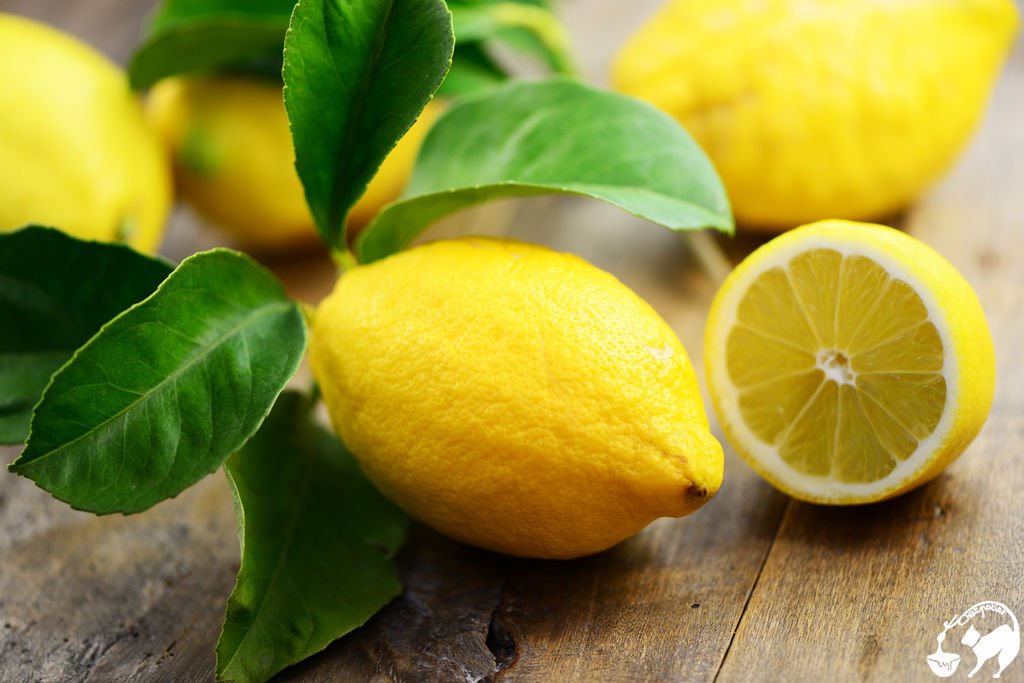 14 bonnes raisons de boire le jus d'un demi citron... - Chatpotier